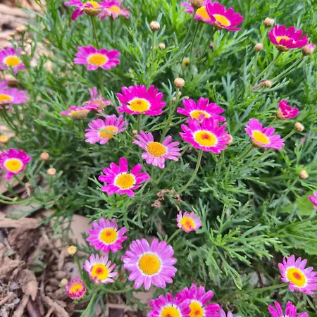 Σπίτι διακοπών Refugio Do Nevoeiro T1 Porto Moniz